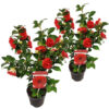 Bl 422 Camellia Japonica Rood 2 Stuks Hoogte 45 Cm 1