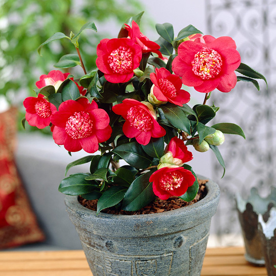 Bl 422 Camellia Japonica Rood 2 Stuks Hoogte 45 Cm 2