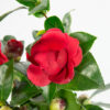 Bl 422 Camellia Japonica Rood 2 Stuks Hoogte 45 Cm 3