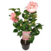 Bl 423 Camellia Japonica Roze Per Stuk Hoogte 45 Cm 1