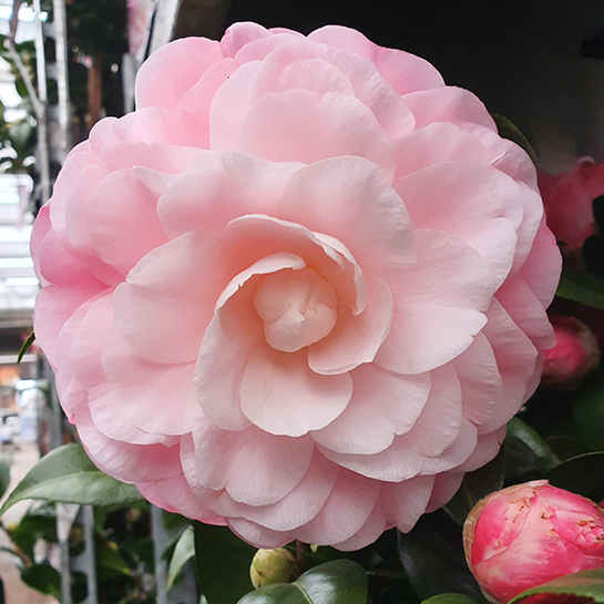 Bl 423 Camellia Japonica Roze Per Stuk Hoogte 45 Cm 3