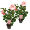 Bl 424 Camellia Japonica Roze Per 2 Stuks Hoogte 45 Cm 1