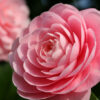 Bl 424 Camellia Japonica Roze Per 2 Stuks Hoogte 45 Cm 3