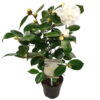Bl 425 Camellia Japonica Wit Per Stuk Hoogte 45 Cm 1