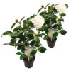 Bl 426 Camellia Japonica Wit Per 2 Stuks Hoogte 45 Cm 1
