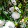 Bl 426 Camellia Japonica Wit Per 2 Stuks Hoogte 45 Cm 2