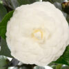 Bl 426 Camellia Japonica Wit Per 2 Stuks Hoogte 45 Cm 3