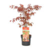 Bl 428 Japanese Maple Red Height 55 65 cm 1