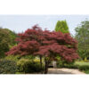 Bl 428 Japanese Maple Red Height 55 65 cm 2