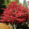 Bl 428 Japanese Maple Red Height 55 65 cm 3