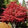 Bl 434 Japanese Maple Red Per 4 Pieces Height 30 35 cm 3
