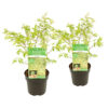 Bl 436 Japanese Maple Green Per 2 Pieces Height 45 50 cm 1