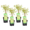 Bl 438 Japanese Maple Green Per 4 Pieces Height 30 35 cm 1