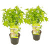 Bl 440 Japanese Maple Light Green Per 2 Pieces Height 45 50 cm 1