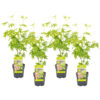 Bl 444 Japanese Maple Light Green Per 4 Pieces Height 30 35 cm 1