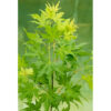 Bl 444 Japanese Maple Light Green Per 4 Pieces Height 30 35 cm 2
