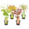 Bl 451 Mix 4 Japanese Japanese Maples Height 30 35 cm 1