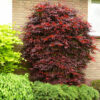 Bl 451 Mix 4 Japanese Japanese Maples Height 30 35 cm 2
