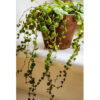 Bl 454 Mix 6x Haustierfreundliche Zimmerpflanzen 2x Katzengras, 2x Graslilie & 2x Schildkrötenpflanze ⌀12 cm ↕20 25 cm 1