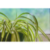 Bl 454 Mix 6x Haustierfreundliche Zimmerpflanzen 2x Katzengras, 2x Graslilie & 2x Schildkrötenpflanze ⌀12 cm ↕20 25 cm 2