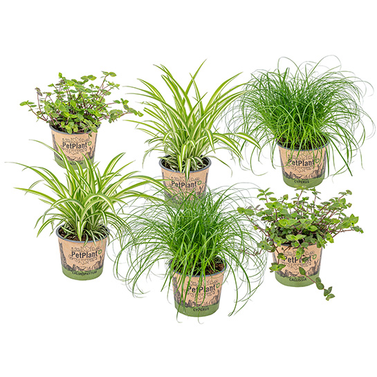 Bl 454 Mix 6x Plantas de interior amigables con las mascotas 2x Cat Grass, 2x Grass Lily y 2x Turtle Plant ⌀12 Cm ↕20 25 Cm 3
