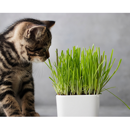 Bl 456 Cat Grass Cyperus Alternifolius 'Zumula' Per 3 Pieces Petfriendly Houseplant ⌀12 cm ↕20 25 cm 1