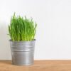 Bl 456 Cat Grass Cyperus Alternifolius 'Zumula' Per 3 Pieces Petfriendly Houseplant ⌀12 cm ↕20 25 cm 2