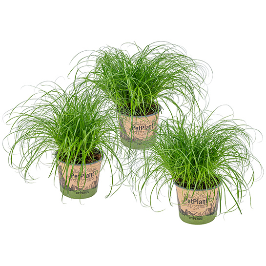 BL 456 Katzengras Cyperus Alternifolius 'zumula' Pro 3 Stück Haustierfreundliche Zimmerpflanze ⌀12 cm ↕20 25 cm 3