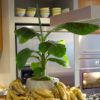 Bl 546 Bananenpflanze Musa 'Dwarf Cavendish' Pro Stück Zimmerpflanze ⌀21 cm ↕90 100 cm 1