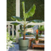 Bl 546 Bananenpflanze Musa 'Dwarf Cavendish' Pro Stück Zimmerpflanze ⌀21 cm ↕90 100 cm 2