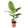 Bl 546 Bananenpflanze Musa 'Dwarf Cavendish' Pro Stück Zimmerpflanze ⌀21 cm ↕90 100 cm 3