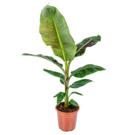Bl 546 Bananenplant Musa 'dwarf Cavendish' Per Stuk Kamerplant ⌀21 Cm ↕90 100 Cm 3
