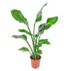 Bl 549 Strelitzia 'nicolai' pro Stück Paradiesvogelpflanze Zimmerpflanze ⌀21 cm ↕90 100 cm 3
