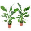 Bl 550 Strelitzia 'nicolai' Par 2 pièces Plante oiseau de paradis Plante d'intérieur ⌀21 cm ↕90 100 cm 3
