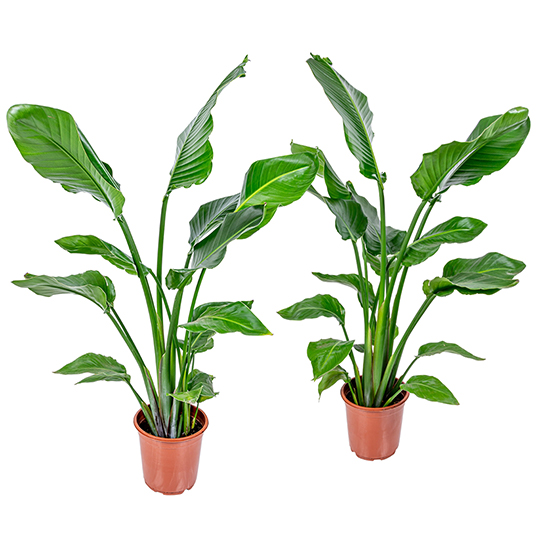 Bl 550 Strelitzia 'nicolai' pro 2 Stück Paradiesvogelpflanze Zimmerpflanze ⌀21 cm ↕90 100 cm 3