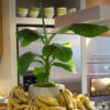 Bl 551 Bananenpflanze pro 2 Stück Musa 'Dwarf Cavendish' Zimmerpflanze ⌀21 cm ↕90 100 cm 1