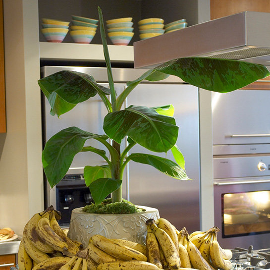 Bl 551 Bananenpflanze pro 2 Stück Musa 'Dwarf Cavendish' Zimmerpflanze ⌀21 cm ↕90 100 cm 1