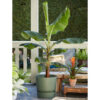 Bl 551 Bananenpflanze pro 2 Stück Musa 'Dwarf Cavendish' Zimmerpflanze ⌀21 cm ↕90 100 cm 2