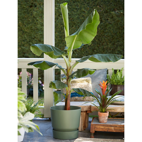 Bl 551 Planta de banano Por 2 piezas Musa 'dwarf Cavendish' Planta de interior ⌀21 cm ↕90 100 cm 2