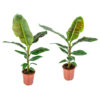Bl 551 Banana plant Per 2 pieces Musa 'dwarf Cavendish' Houseplant ⌀21 cm ↕90 100 cm 3