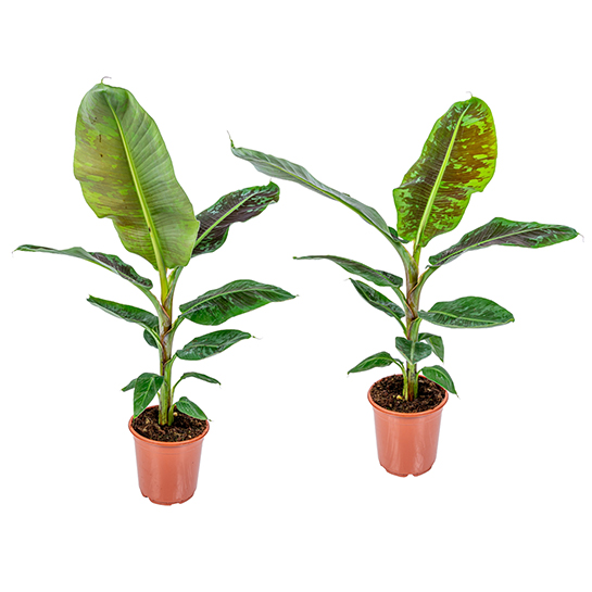 Bl 551 Bananenpflanze pro 2 Stück Musa 'Dwarf Cavendish' Zimmerpflanze ⌀21 cm ↕90 100 cm 3