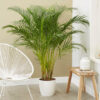 Bl 641 Dypsis Areca-Palme Einzelne Zimmerpflanze ⌀19 cm ↕90 100 cm 1