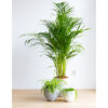 Bl 641 Dypsis Areca-Palme Einzelne Zimmerpflanze ⌀19 cm ↕90 100 cm 2