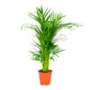 Bl 641 Dypsis Areca-Palme Einzelne Zimmerpflanze ⌀19 cm ↕90 100 cm 3