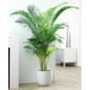 Bl 642 Dypsis Areca Palm per 2 pezzi Pianta d'appartamento ⌀19 cm ↕90 100 cm 1