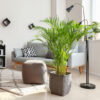 Bl 642 Dypsis Areca Palm per 2 pezzi Pianta d'appartamento ⌀19 cm ↕90 100 cm 2