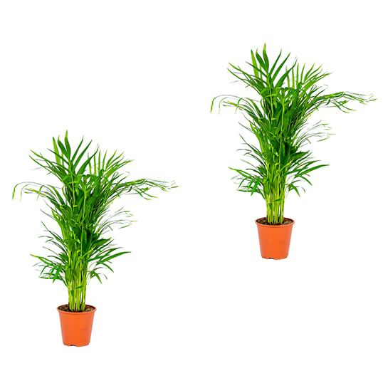Bl 642 Dypsis Areca Palm Por 2 Peças Planta de casa ⌀19 cm ↕90 100 cm 3