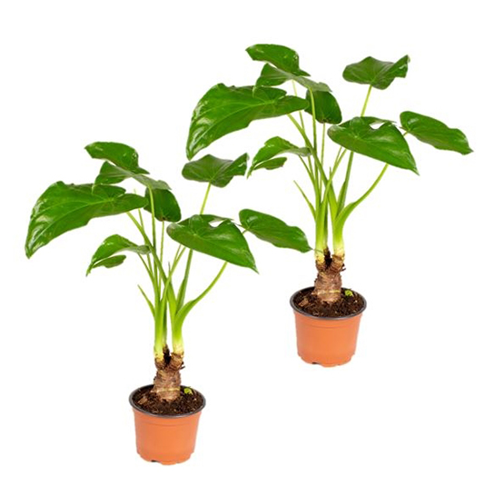 Bl 666 Elephant Ear Alocasia 'Cucullata' en tallo por 2 piezas Planta de interior ⌀12 cm ↕50 cm 3