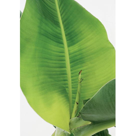 Floraya – Bananier – Musa 'tropicana' Par Pièce ⌀17 Cm – ↕40 Cm 3