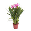 Floraya – Curcuma Siam Tulip Pianta Per Pezzo – ⌀14 Cm – ↕50 Cm 1